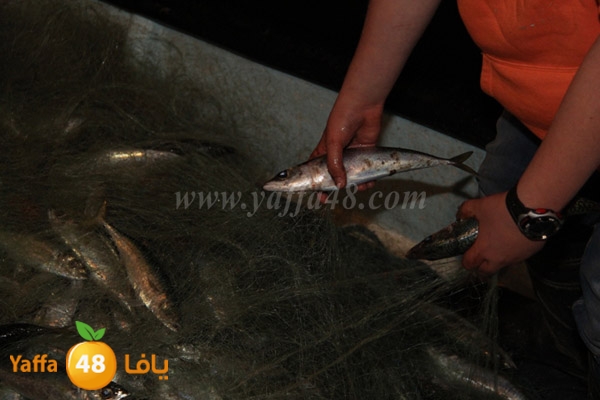 fishes in jaffa 0107 (17).JPG